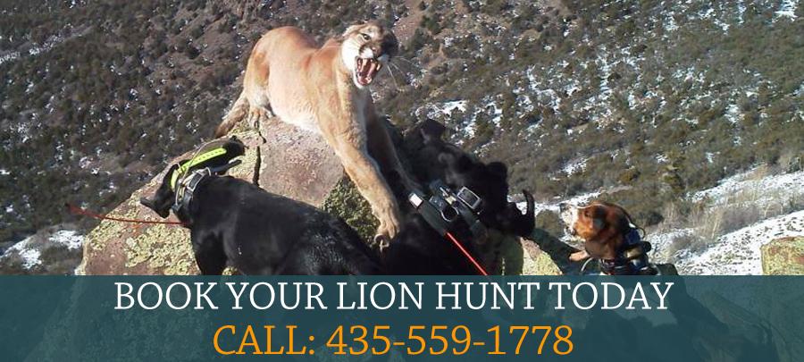 Mountain Lion Hunting in Utah with Jake Bess