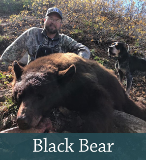 Black Bear Hunting