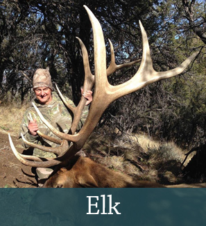 Elk Hunting in Utah