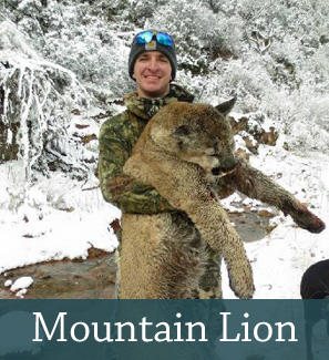 Mountain Lion Hunt Utah