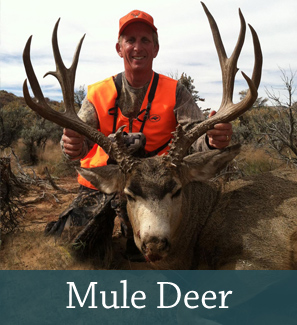 Mule Deer Hunt in Utah