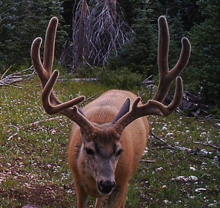 Mule Deer Utah