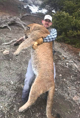 Mountain Lion Hunting Utah