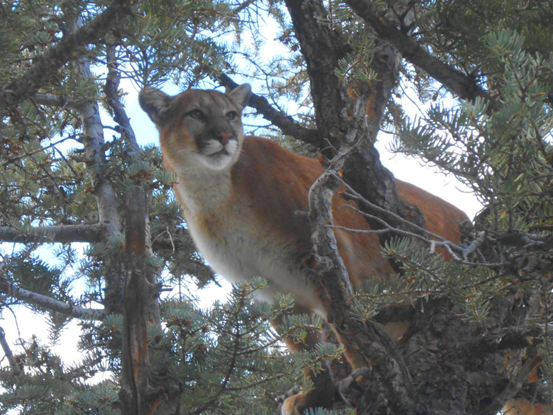 Mountain Lion Tree