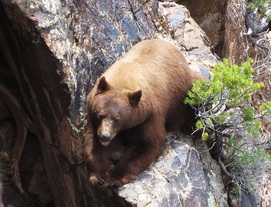 Utah Black Bear Hunts